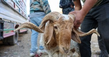 انتعاش أسواق الأضاحى فى سوريا قبل العيد أضاحى العيد