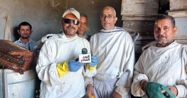 طريقة استخراج عسل النحل من قطفة زهرة البرسيم.. فيديو وصور