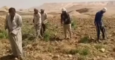 بنجر السكر يُزهر فى الوادى الجديد.. إنتاجية 60 طنًا للفدان فى أول تجربة بمنطقة غرب الموهوب.. مزارعون: نتائج مبشرة وتعاقدنا مع مصانع للسكر لتوريد المحصول.. والزراعة: المساحة المنزرعة 12400 فدان.. صور زراعة البنجر