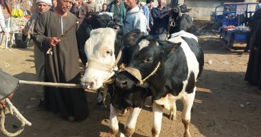 بيطري القليوبية يرفع حالة الطوارئ خلال عيد الأضحي المبارك.. الدكتورة لمياء عطية: 30 مجزرا تستقبل الأضاحي طوال أيام العيد بالمجان.. فتحها من السادسة صباحا وحتى أخر أضحية.. و74 وحدة بيطرية للفحص قبل الذبح.. صور الأضاحي بالأسواق