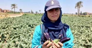 العيد عيدين.. مزارعو الشرقية يحصدون الباذنجان ويؤكدون: "الخير كتير".. فيديو