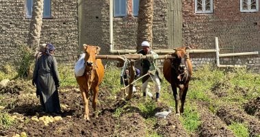 "الأرض بتطرح خير فى إيدين الشقيانين".. المحراث البلدى لا يزال صامدًا أمام الآلة بقرى البدرشين.. يحافظ على التربة ويسهل عمل الفلاح بالحصاد.. حراث: "وارثينه أبا عن جد.. واللى واخده هواية ما يقدرش يسيبه".. صور المحراث البلدى