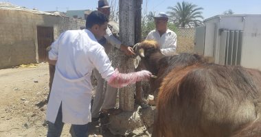 "الخدمات البيطرية" تطلق قوافل علاجية مجانية لدعم صغار المربين في 5 محافظات قافلة بيطرية