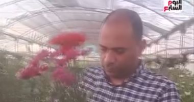 قرية عزبة الأهالي بالقناطر الخيرية تصنع البهجة.. البلد كلها بتزرع الورد وتصدره للعالم