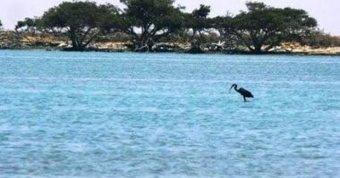 "مرسى شاب.. لؤلؤة الجنوب بين سحر الطبيعة وعبق التراث".. تنتشر بها أشجار المانجروف.. ويقصدها أهالى الشلاتين هروبا من ارتفاع الحرارة.. يستمتع بها الشباب لقضاء وقت ممتع.. وتعرف بأفضل المناطق البحرية جنوبا.. صور الطبيعة ترسم لوحة فنية