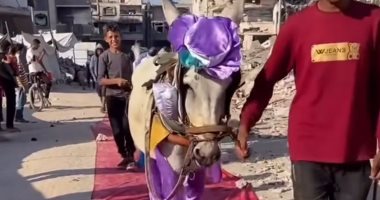 البسمة تتحدى الألم.. حفل لتكريم أصحاب الحمير على خدمتهم لسكان غزة تكريم اصحاب الحمير