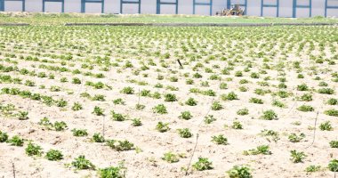 رئيس جامعة قناة السويس يتفقد مزرعة كلية الزراعة ويطلع على أنشطة الإنتاج