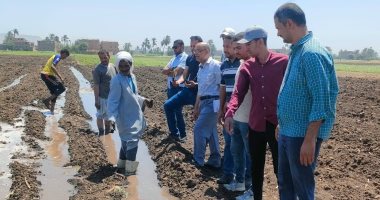 زراعة قصب السكر بالشتل.. خطوة نحو زيادة الإنتاجية فى سوهاج.. صور