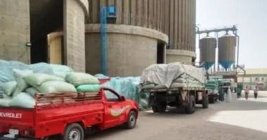 توريد 551 ألفا و 175 طن قمح بنسبة 112.7 % بالصوامع والشون بأسوان الكميات الموردة من محصول القمح باسوان