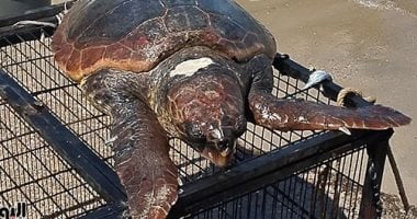 شاهد لحظة إلقاء سلحفاة بحرية قادمة من محمية طبيعية فى اليونان عبر البحر المتوسط لحظة إلقاء سلحفاة بحرية فى البحر المتوسط بالإسكندرية