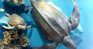 "المعهد القومى لعلوم البحار" هنا تحنط الكائنات البحرية.. التأكد من عدم وجود تعفن وسلامة الجلد.. تثبيت زجاج ملون مكان العينين إذا كانت غير صالحة.. الدولفين القاتل وعروس البحر أشهر الكائنات المحنطة.. صور 