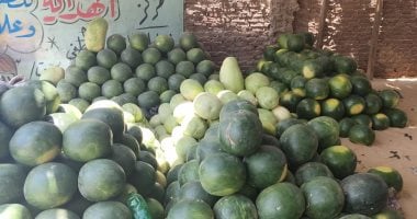 البطيخ أشكال وألوان.. جولة فى عالم أجمل فاكهة من قلب شوادر الغربية البطيخ