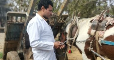 محافظ الدقهلية تحصين وعلاج أكثر من 138ألف رأس ماشية وأغنام وطيور قافلة بيطرية