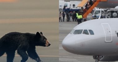 بسبب دب.. إغلاق مطار فى اليابان وإلغاء 10 رحلات بعد ظهوره على المدرج.. فيديو دب