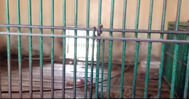 ولادة توائم من الأسود داخل حديقة الحيوان ببنى سويف بيت الأسد في حديقة الحيوان