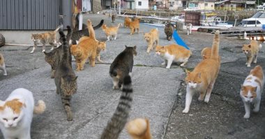 6 أماكن يفوق فيها عدد الحيوانات البشر.. جزيرة القطط أبرزها