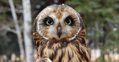 9 أسرار مذهلة من عالم الحيوان.. الكلب يرى حلمًا جديدًا كل 10 دقائق