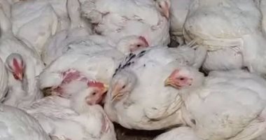 أسعار الدواجن بكفر الشيخ اليوم الاثنين 30 يونيو 2025.. كيلو الفراخ بـ75 جنيها انخفاض في أسعار الدواجن