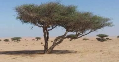 شجرة الأكاسيا… “بيت الراعى” فى صحراء البحر الأحمر ومصدر غذاء للكائنات البرية أشجار الأكسيا