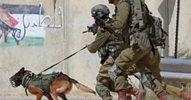 صحيفة إسبانية: أوروبا ترسل كلابًا تستخدمها إسرائيل ضد الفلسطينيين كلاب تهاجم فلسطينين