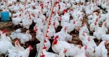 أسعار الدواجن اليوم السبت 5 يوليو 2025 بكفر الشيخ دواجن