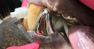 لأول مرة.. حديقة أمريكية تزرع أكبر ناب معدنى فى العالم لـ دب بنى "صور" الناب المعدني