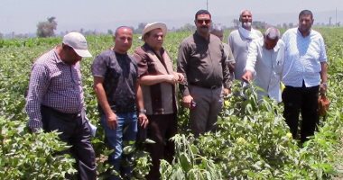 زراعة سوهاج: تنفيذ 18 حقلا للسمسم للنهوض بالمحاصيل الزيتية بالمحافظة زراعة سوهاج