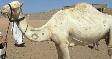 وسم الإبل.. هوية قبلية وحماية لسلالات نادرة في قلب الصحراء الشرقية.. لكل قبيلة علامة تميزها عن غيرها.. بمثابة دليل لها فى الأودية الجبلية.. و"باسبور" سفر عند تجولها بحثا عن العشب والغذاء.. صور