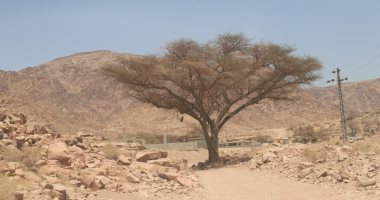 "الحارس الأخضر" لجبال سرابيط الخادم بسيناء شجرة صامدة تحرس المكان وتظله وحيدة تظل العابرين