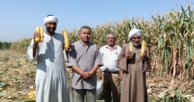 دعم كبير للمزارعين بالأقصر.. تطهير مساقى خاصة بطول 4 كيلو مترات.. إنهاء التسوية بالليزر لـ333 فدانا لزراعة الذرة الشامية.. علاج 129 فدانا من دودة القصب.. وختام مشروع زراعة القصب بالشتلات والرى بالتنقيط.. صور وكيل الزراعة مع المزارعين خلال حصاد الذرة الشامية بالأقصر