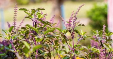 7 نباتات لإضفاء الطاقة العلاجية على منزلك.. الريحان المقدس أبرزها