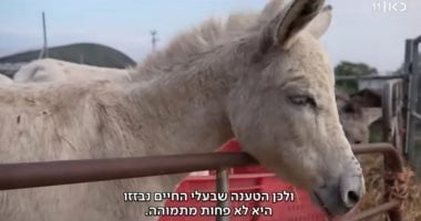 لصوص الحمير.. إسرائيل تسرق "حمير غزة" وتمنحها حق اللجوء في فرنسا.. صور الحمير فى غزة