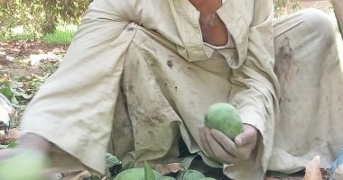 بورصة المانجو بالصعيد.. "القناوية" أشهر قرية تزرع وتبيع المانجو بقنا (صور)