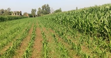 محصول الذرة الشامية