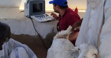 بحوث الصحراء يطبق لأول مرة تقنية السونار لتعزيز إنتاجية الثروة الحيوانية بحلايب والشلاتين تقنية السونار لتعزيز انتاجية الثروة الحيوانية