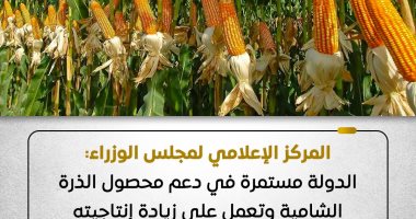 مجلس الوزراء: الدولة مستمرة فى دعم محصول الذرة الشامية وتعمل على زيادة إنتاجيته