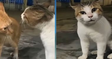5 أسباب تخلى القطط تعمل زى "الصاوي".. التزاوج والتقدم فى السن الأبرز