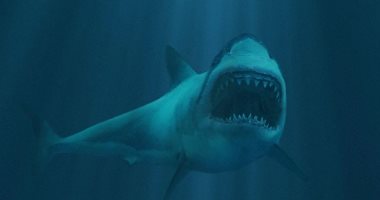 5 حقائق مذهلة لا تعرفها عن أسماك القرش.. بعضها يصاب بالعمى