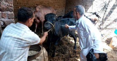 بيطرى سوهاج يتابع أعمال التحصين ضد مرض الحمى القلاعية والوادى المتصدع تحصين المواشى