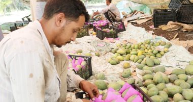 المانجا معشوقة الصيف الأولى وموسم حصادها المبهج داخل مزرعة الملك فاروق..صور