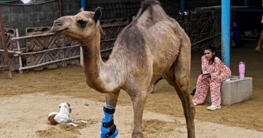 نيوز برو : 
                                            أعادت لها الأمل.. ناقة فى باكستان تحصل على ساق صناعية بعد بتر قدمها 