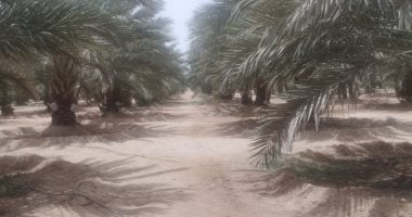صحراء المنيا تتحول إلى جنة خضراء.. المزارعون: من أجود الأراضى.. المحافظ : وضع خريطة استثمارية يدعم المستثمرين.. وكيل الزراعة: أراضى المحافظة بيئة ملائمة لزراعة كافة المحاصيل الزراعية الزراعة فى المنيا