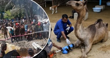 العالم هذا المساء.. 119 شخصا ضحايا سقوط طائرة على حرم مدرسة وكلية فى بنجلاديش.. وناقة فى باكستان تحصل على ساق صناعية بعد بتر قدمها.. وظاهرة نادرة تظهر فى سماء جواتيمالا.. برق يصعد من بركان ويثير الدهشة العالم هذا المساء