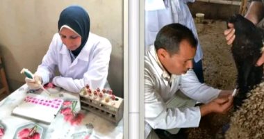 فحص 4795 رأس ماشية بالشرقية ضد الأمراض الوبائية