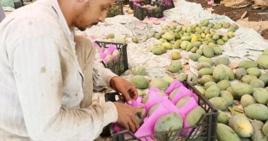المانجا معشوقة الصيف.. موسم حصاد الفاكهة الأطعم داخل مزرعة الملك فاروق جنوب الأقصر.. المزرعة عمرها 95 عاما وتحوى 24 فدانا.. المدير: 3 آلاف شجرة تنتج "العويس والزبدية والهندى ودبشه وبيرى وجعفر.. فيديو وصور العمال خلال تجهيز المانجا بمزرعة الملك فاروق بالأقصر