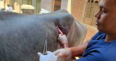 طب بيطرى سوهاج” تواصل إطلاق قوافلها العلاجية حيوان جاموس يتلقى العلاج