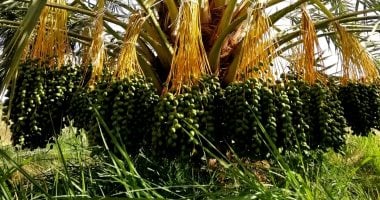 البلح رامخ والبشاير هلت.. الوادى الجديد تستعد لموسم جنى 2 مليون نخلة مثمرة.. وحدة حكومية لتصنيع أكياس التزميط.. وبرنامج تدريبي عن جودة وسلامة التمور لرفع القدرة التنافسية لمحصول المحافظة الاستراتيجى.. صور البلح الرامخ فى مركز الداخلة