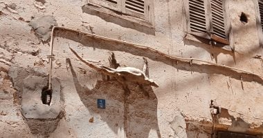 تحنيط الورل وتعليقه فوق الأبواب.. عادة تراثية تتحدى الزمن فى صعيد مصر.. الأهالى: هناك معتقد شعبى قديم بأنه يمنع الحسد والسحر ويطرد الأرواح الشريرة.. ويؤكدون: يتم صيده من جوانب الترع ولا يهاجم الإنسان.. صور الورل النيلي