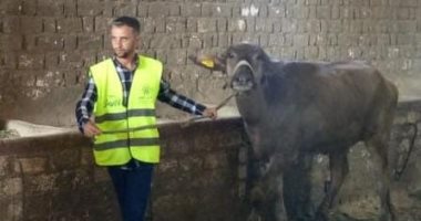 تسليم 4792 رأس ماشية للأسر الأكثر احتياجًا بسوهاج رأس ماشية جارى تسليمها