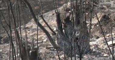 عمرها 600 سنة.. حرائق الغابات تلتهم شجرة بلوط الشتاء التاريخية فى بلغاريا حريق الغابات فى بلغاريا